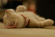 �œ_����: 50mm / F�l: 2.0 / �V���b�^�[���x:1/80�b