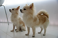 �œ_����: 26mm / F�l: 4.0 / �V���b�^�[���x:1/40�b