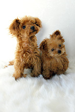 �œ_����: 40mm / F�l: 8.0 / �V���b�^�[���x:1/125�b