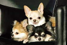 �œ_����: 210mm / F�l: 11.0 / �V���b�^�[���x:1/500�b