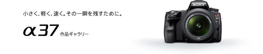 �������A�y���A���̈�u���c�����߂ɁB��37��i�M�������[