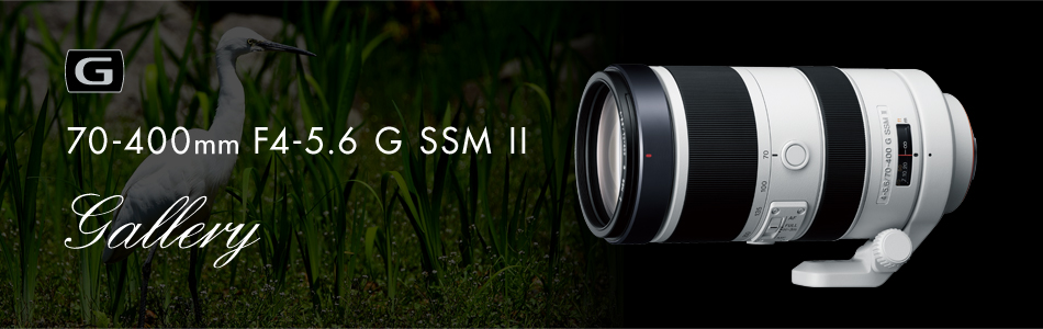 70-400mm F4-5.6 G SSM II 特長 | デジタル一眼カメラα（アルファ 