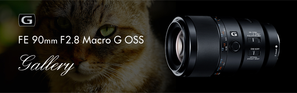 FE 90mm F2.8 Macro G OSS 特長 | デジタル一眼カメラα(アルファ