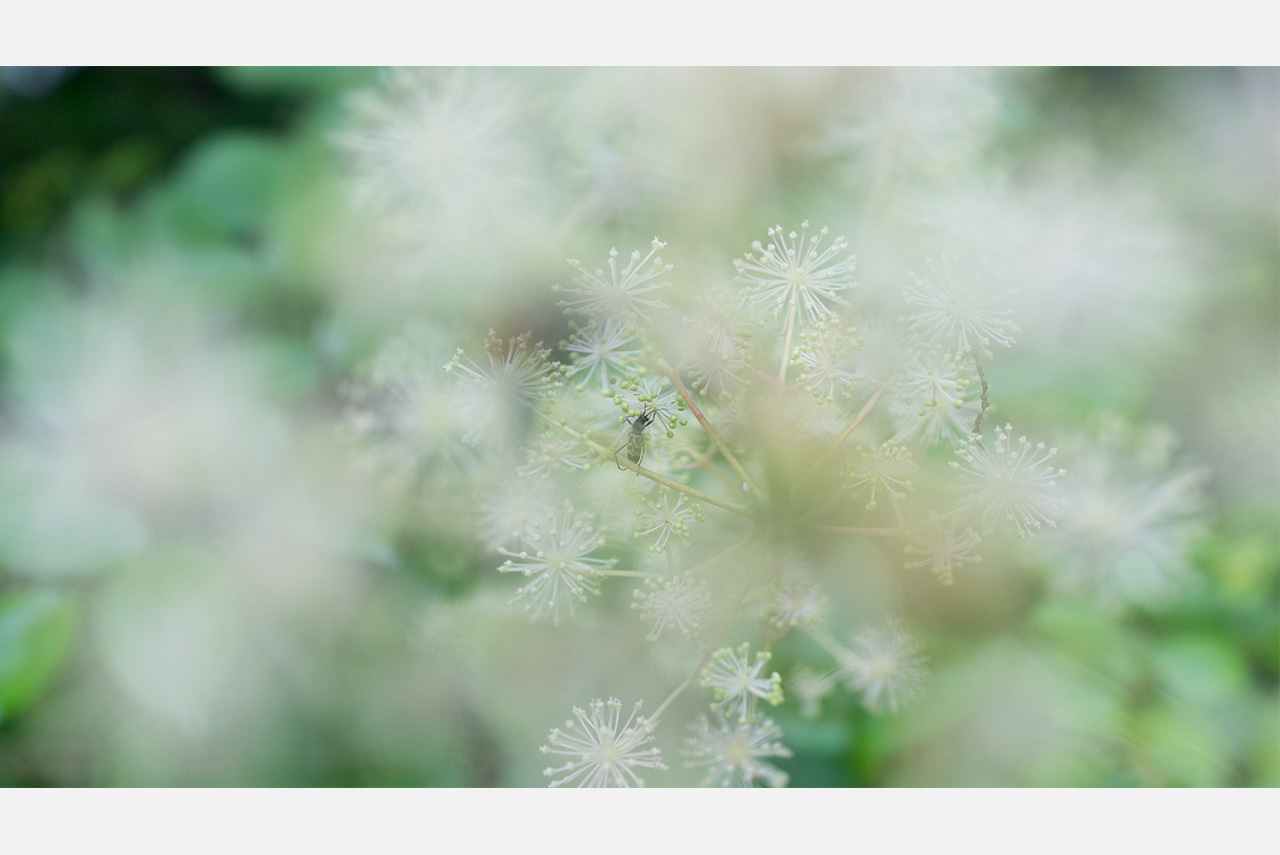 RX1R�@1/800�@F2.5�@ISO400