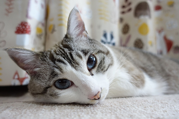 �� café��� PHOTO�F�Ƃ�҂���