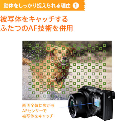 ���̂��������葨�����闝�R1 ��ʑ̂��L���b�`����ӂ���AF�Z�p�𕹗p