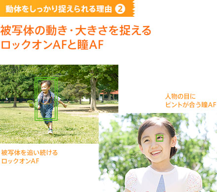 ���̂��������葨�����闝�R2 ��ʑ̂̓����E�傫���𑨂��郍�b�N�I��AF�Ɠ�AF