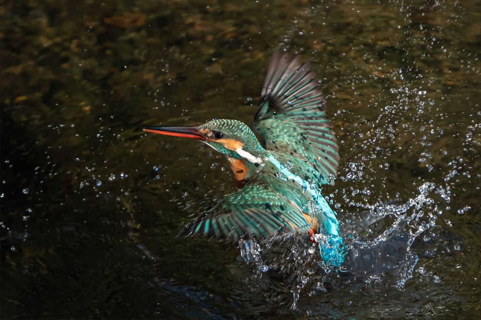 FE 200-600mm F5.6-6.3 G OSS (SEL200600G)�ŎB�e���ꂽMasa����̍�i