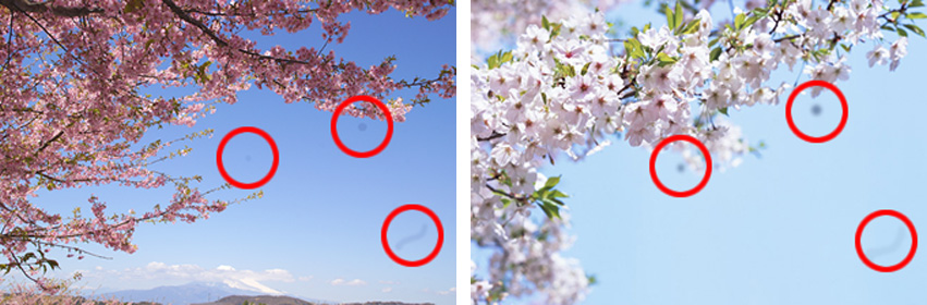 �B�e��ɁA�J�����̉t����ʂŊm�F���܂�