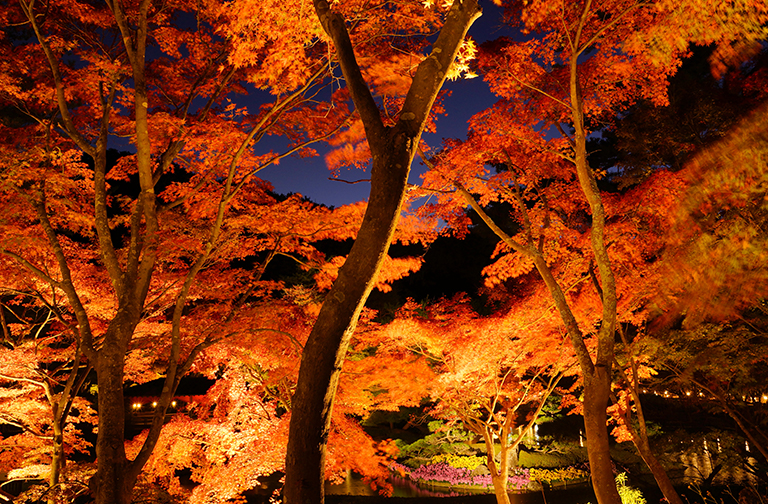 ✨スポーツ・紅葉撮影に最適✨高速AF✨SONY α65 Wレンズ ✨スポーツ