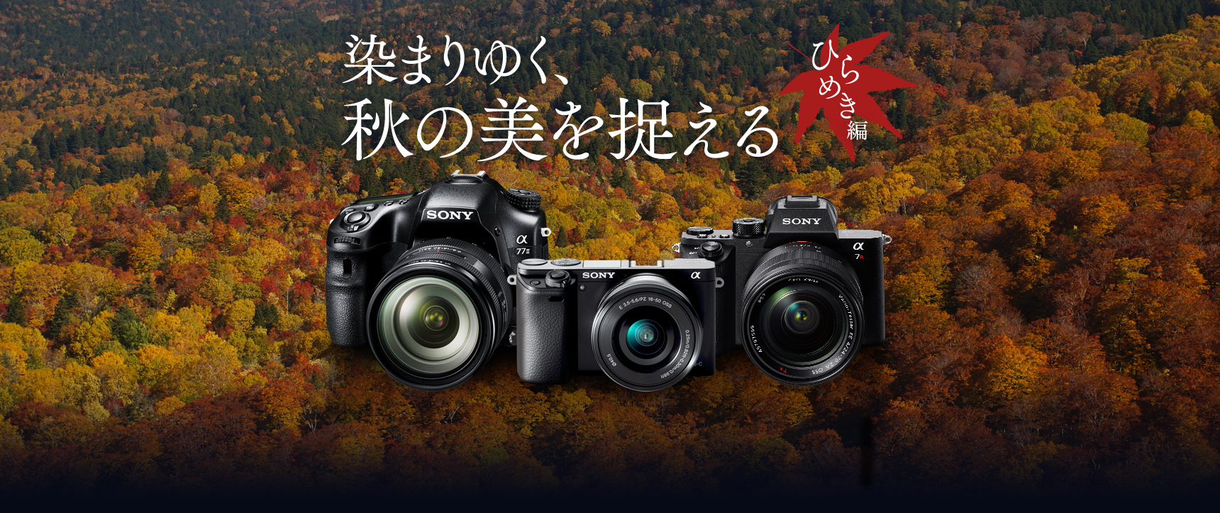 ✨スポーツ・紅葉撮影に最適✨高速AF✨SONY α65 Wレンズ 染まりゆく、