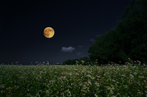 A-FOCUS����̍�i