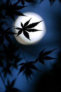 Kouji Tomihisa����̍�i