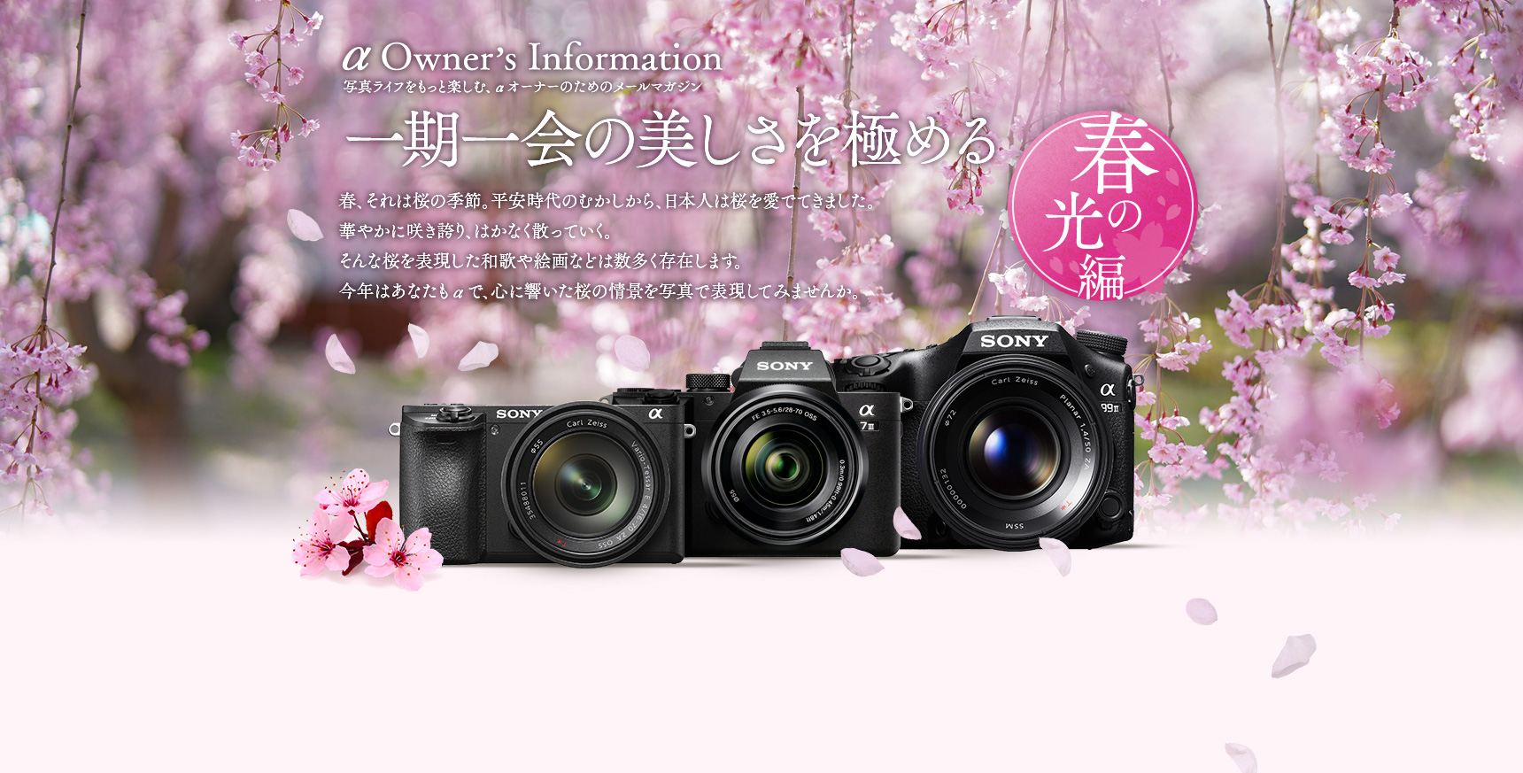 癒しの風水画＊恋色　ai-sakura 愛桜恋桜　会桜　桜乱舞　恋愛　家庭　安定 一期一会の美しさを極める｜ソニー