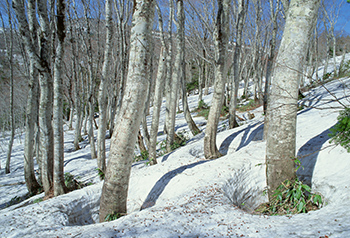 �B�e���ʂ��q�X�g�O�����\���Ŋm�F����Ɓu���Ƃсv���Ă��鏊�������_�ł���