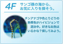 4F�F�T���S�ʂ̊C����A���C�ɓ����T�����B