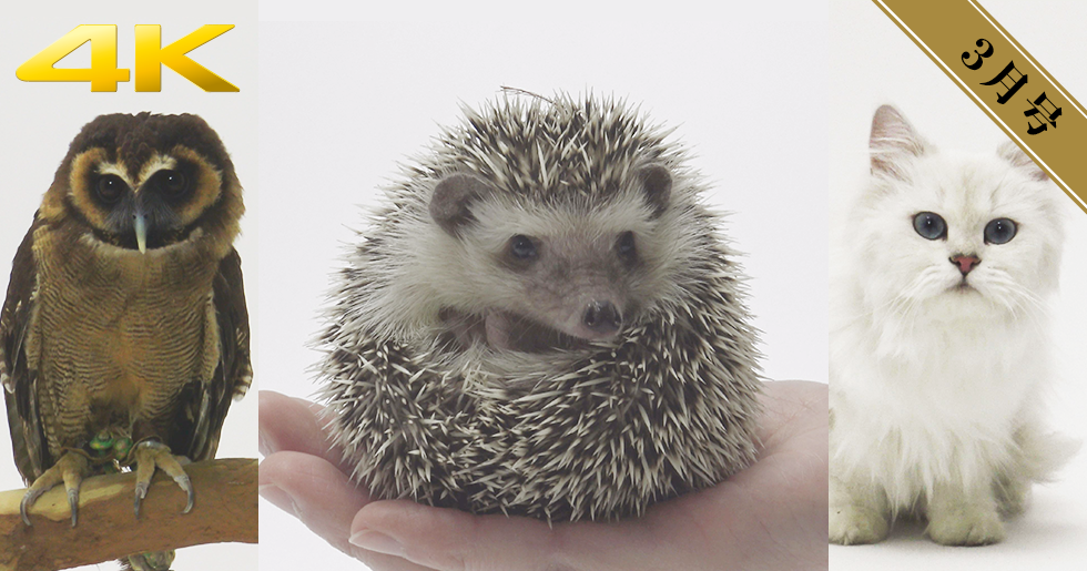 14 Vol 月刊大人のソニー ソニー