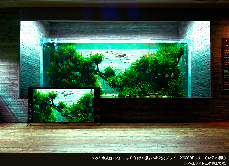 すみだ水族館の入口にある「自然水景」と4K対応ブラビアX9200Bシリーズ ※Webサイト上の演出です。