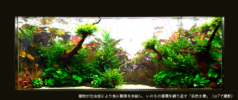 植物が光合成により魚に酸素を供給し、いのちの循環を繰り返す「自然水景」（α7で撮影）