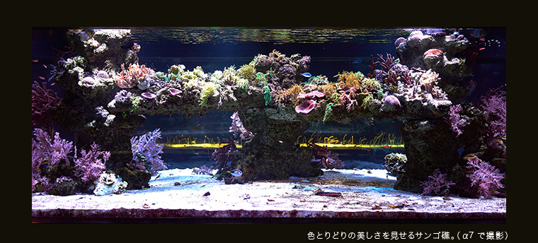 色とりどりの美しさを見せるサンゴ礁。（α7で撮影）