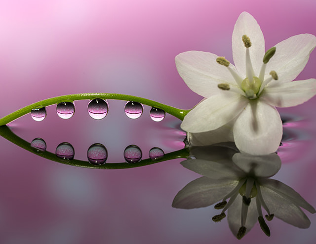 水滴と光で咲く奇跡の花。春の一瞬を切り取るマクロ撮影術