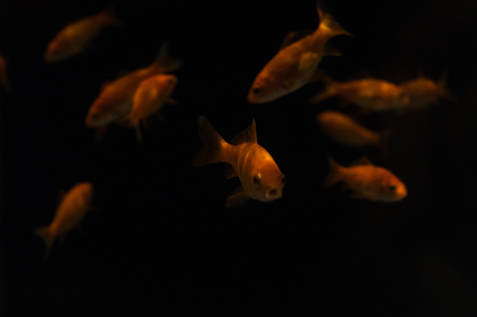まず金魚を先に撮影