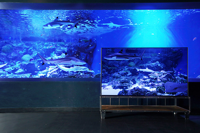 飼育員も驚く、鮮やかに水中世界を切り出す、4K