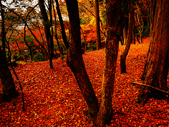 晩秋に残す、京のレッドカーペット