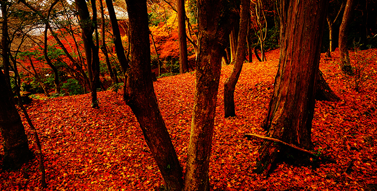 晩秋に残す、京のレッドカーペット