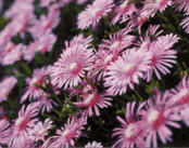 �}�N���B�e�@�\1