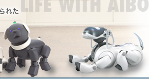 AIBO PHOTO CONTEST