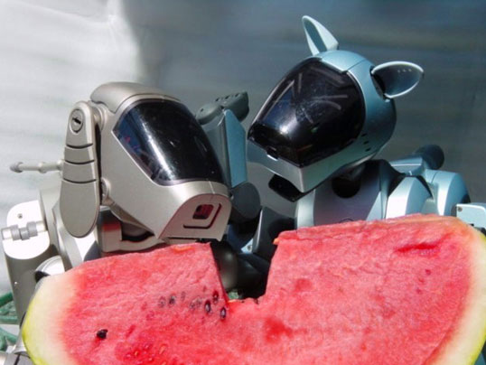 ���܍�i�ʐ^01