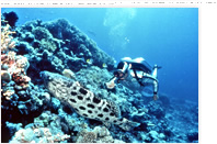 「沈黙の世界」