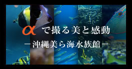 “α”で撮る美と感動 -沖縄美ら海水族館-