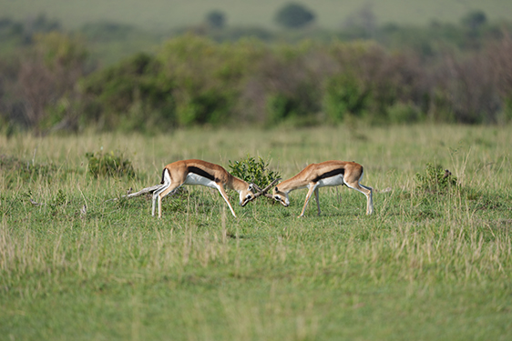 FE 600mm F4 GM OSS�@1/800�b�@F4�@ISO100