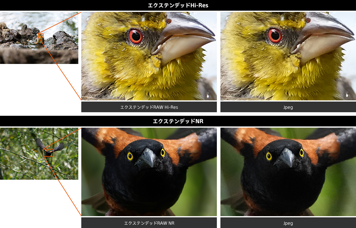 �m�ʐ^��nFE 100-400mm F4.5 GM OSS�@1/1000�b�@F4.5�@ISO3200<br>�m�ʐ^���nFE 400-800mm F6.3-8 G OSS�@1/3200�b�@F8�@ISO6400