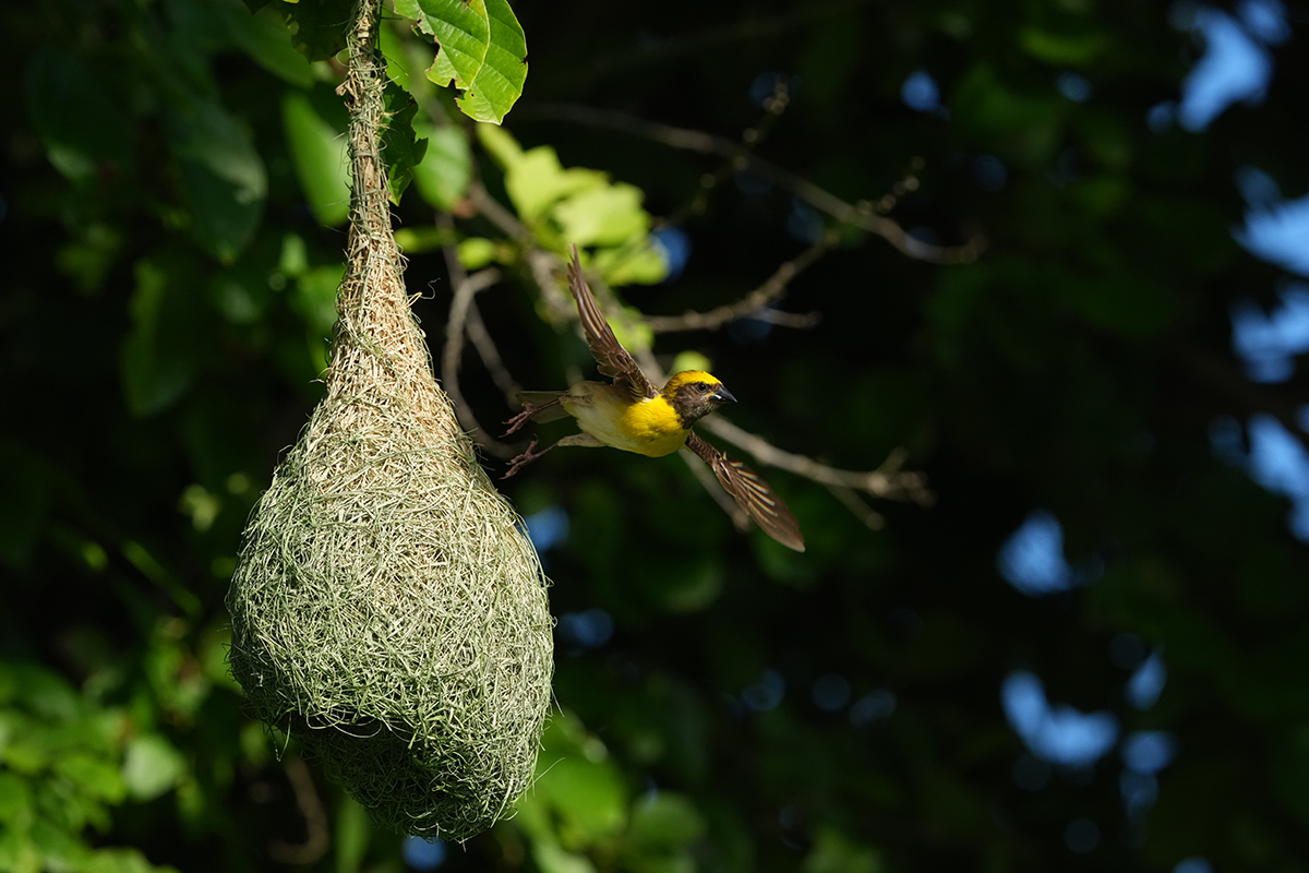 FE 600mm F4 GM OSS�@1/4000�b�@F7.1�@ISO1600
