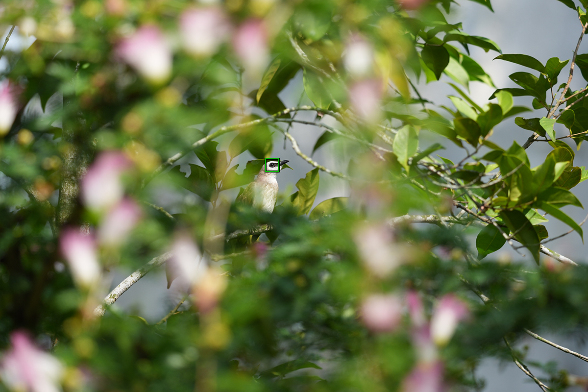 FE 400-800mm F6.3-8 G OSS�@1/250�b�@F8�@ISO200�@�� �摜�̓C���[�W�ł�