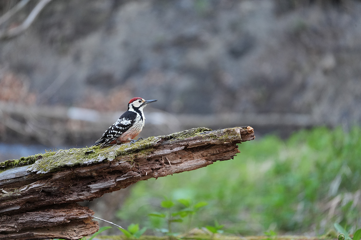 ILCE-9M3�@400mm�@1/100�b�@F8�@ISO2500