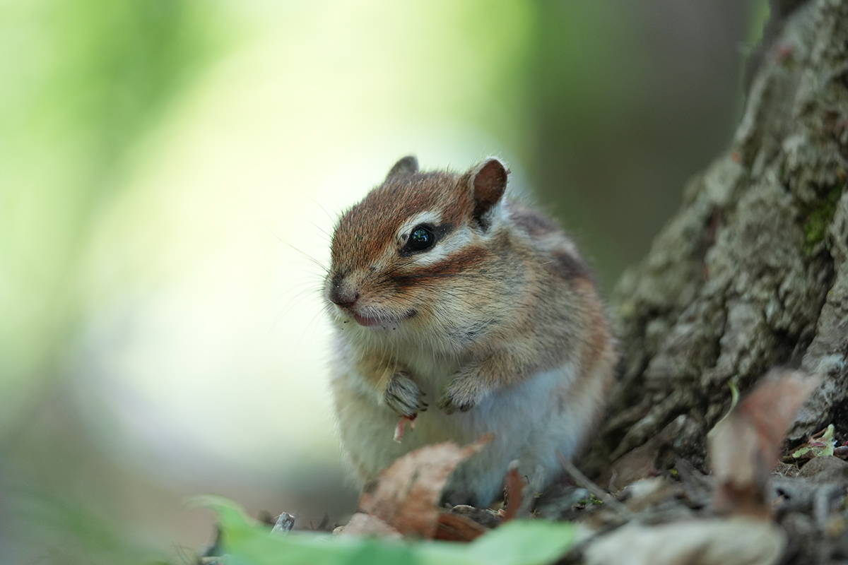 ILCE-7M5�@400mm�@1/160�b�@F8�@ISO2000