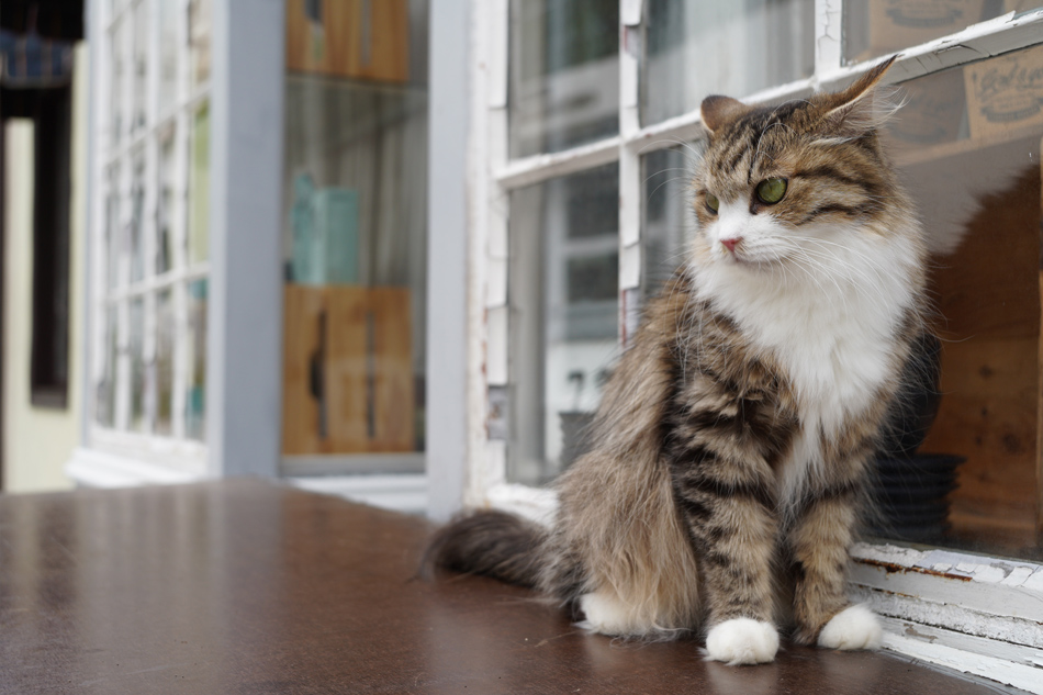 ILCE-7C 1/400秒 F5.6 ISO320