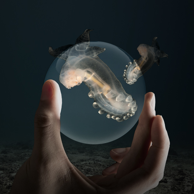 �������x�J�����̉\��\