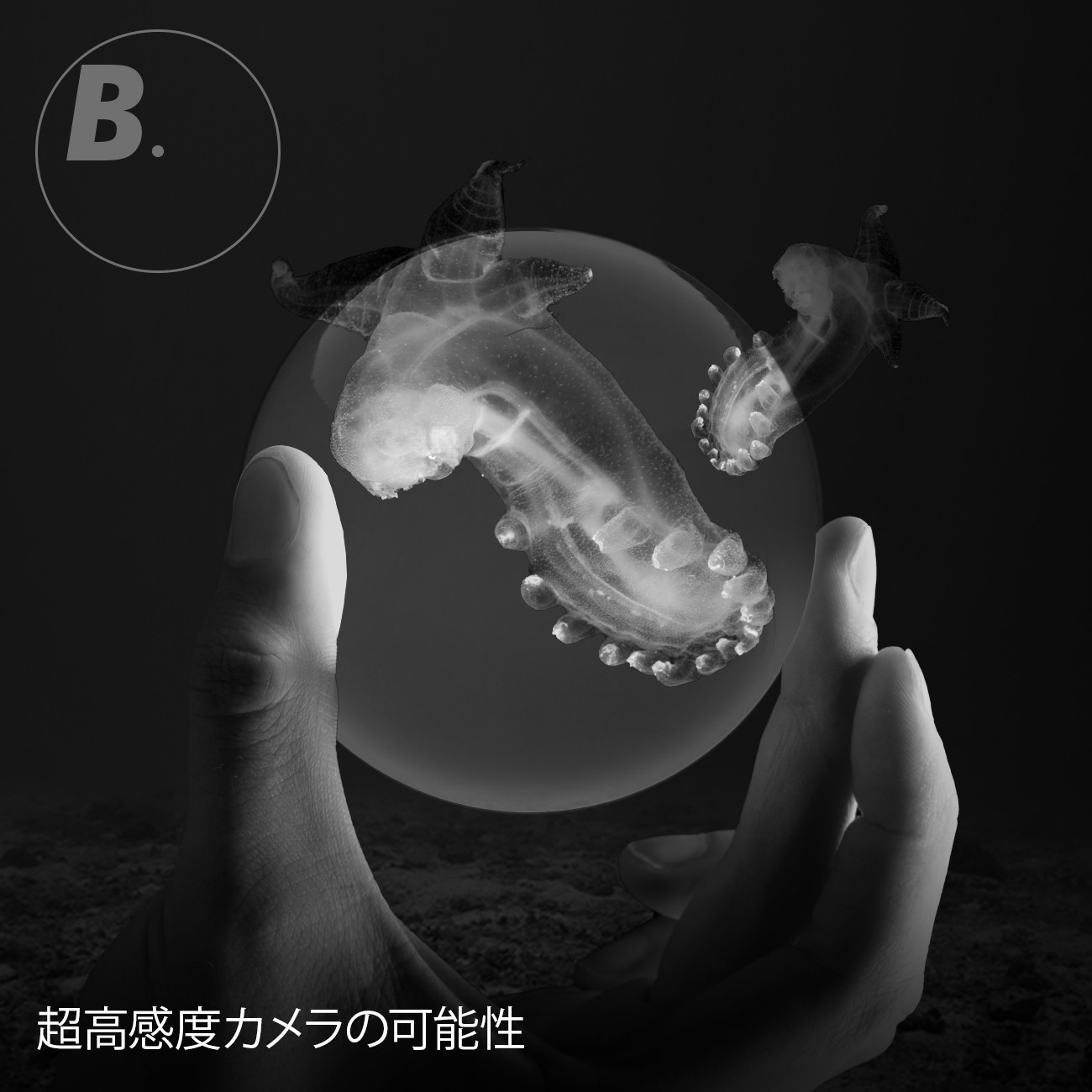 �������x�J�����̉\��\