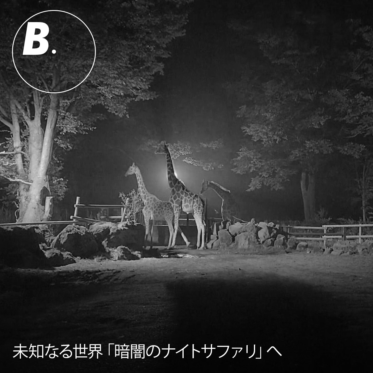 ���m�Ȃ鐢�E�u�Èł̃i�C�g�T�t�@���v��\