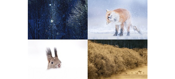 ���_�P�̎ʐ^�u���uLet�fs �k�C���v�t�ďH�~�̖k�C���B�e�ɏヌ�V�s�u�~�ҁv