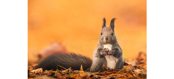 ���_�P�̎ʐ^�u���uLet�fs �k�C���v�]�������Y�g�����Ȃ��e�N�j�b�N