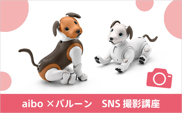 aibo�~�o���[���@SNS�B�e�u��