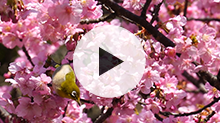 メジロと桜をスローモーション撮影する