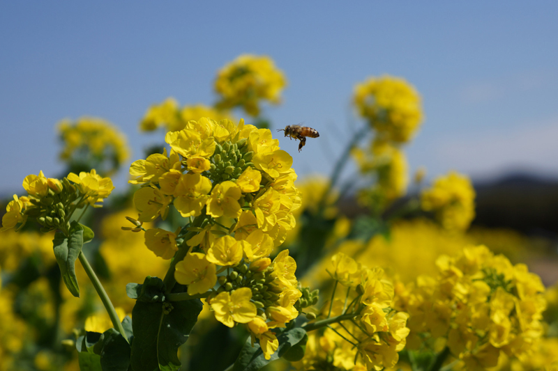 œ_55mmŎBeʐ^B񂾐wiɉւ̉F؂̉ԂƈC̃n`ʂĂB