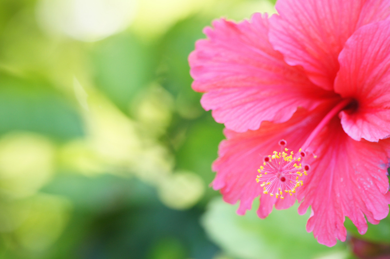 花をふんわりと撮る デジタル一眼カメラ A アルファ で写真撮影を楽しむ 活用ガイド デジタル一眼カメラ A アルファ サポート お問い合わせ ソニー